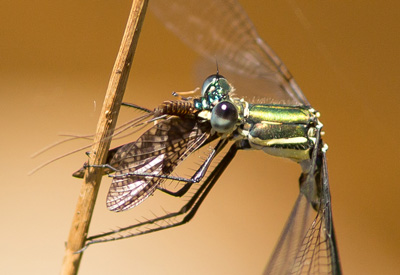 Synlestes weyersii